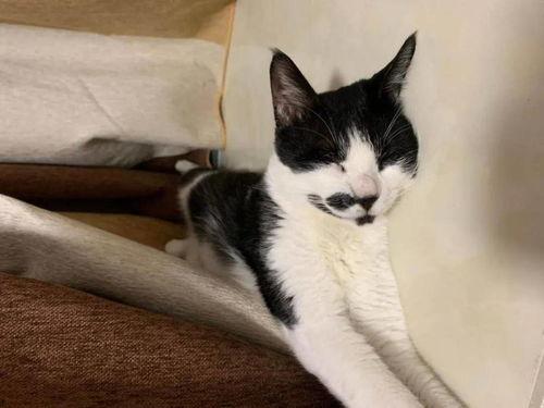 娱乐吃瓜酱男朋友不如猫,揭秘娱乐圈中的“喵星人”魅力